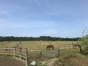 paddock-herbe-ecurie-julie-gauchet