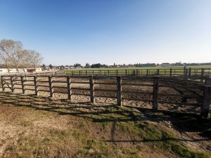 rond-havrincourt-ecurie-julie-gauchet